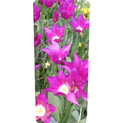 Container kliko - Paarse bloemen stickers