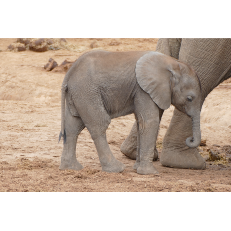 Baby olifant - Foto op plexiglas